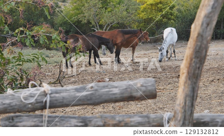 Group of horses enjoying a sunny day in a fenced field, showcasing a peaceful rural scene Group of horses enjoying a sunny day in a fenced field, showcasing a peaceful rural scene 129132812