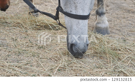 White horse eating hay in Crimea near Belogorsk White horse eating hay in Crimea near Belogorsk 129132815
