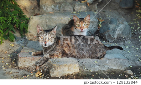 Two stray cats resting on the ruins in Crimea 129132844
