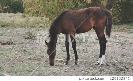 Dark brown horse grazing in a field near Belogorsk, Crimea Dark brown horse grazing in a field near Belogorsk, Crimea 129132845