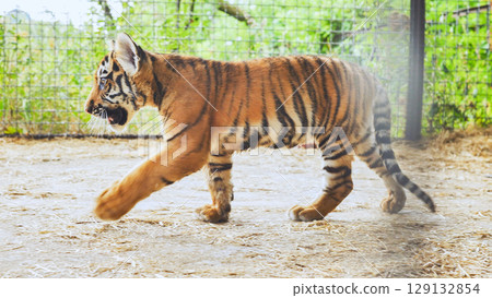 Sumatran tiger cub walking in its enclosure at the zoo Sumatran tiger cub walking in its enclosure at the zoo 129132854