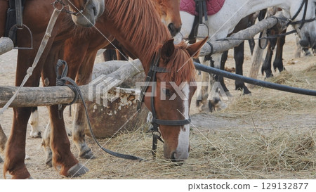 Horses eating hay in Crimea near Belogorsk Horses eating hay in Crimea near Belogorsk 129132877