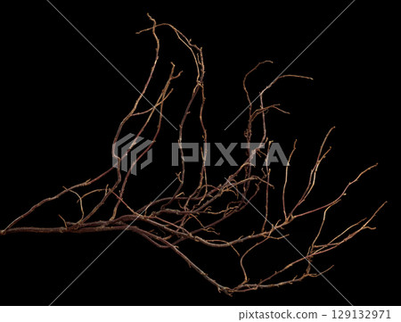 The intricately entwined withered branch of a bush on a black background. 129132971