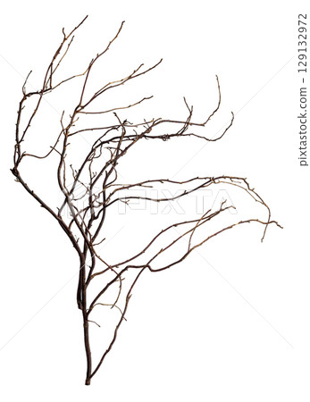 The intricately entwined withered branch of a bush on a white background. 129132972