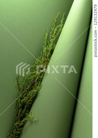 Juniper branches on a green background. 129132979