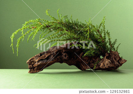 Old snag and juniper branches on a green background. 129132981