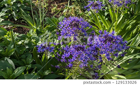 Scilla peruviana Scilla peruviana 129133026