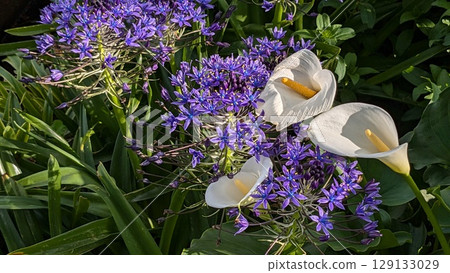Calla lily and giant crane Calla lily and giant crane 129133029