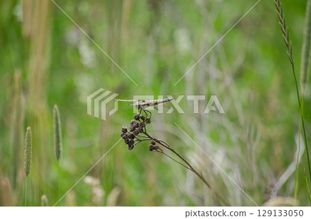 Dragonfly perched on a plant in the wild 129133050