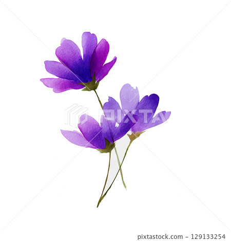 Three delicate purple flowers standout against a white background with soft watercolor details capturing their natural beauty 129133254