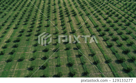 aerial view over agricultural gardens in spring time aerial view over agricultural gardens in spring time 129133277