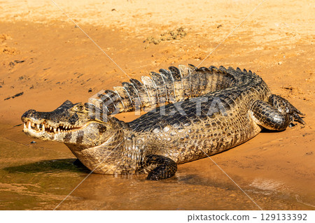 Caiman Basking With an Open Mouth on the Bank of the Cuiaba River in The Pantanal, Brazil 129133392