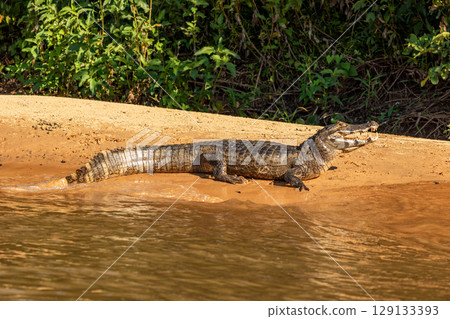 Caiman Basking With Mouth Open on a Sandbank in the Cuiaba River in The Pantanal, Brazil Caiman Basking With Mouth Open on a Sandbank in the Cuiaba River in The Pantanal, Brazil 129133393