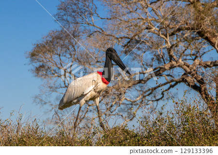 Close Up of a Jabiru Stork Walking on a Riverbank in the Pantanal in Brazil Close Up of a Jabiru Stork Walking on a Riverbank in the Pantanal in Brazil 129133396