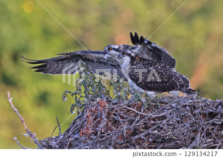 Babies Osprey ready for fly into their nest, Canada Babies Osprey ready for fly into their nest, Canada 129134217