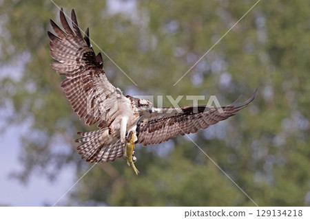 Osprey flying with this prey on a green background, Canada 129134218