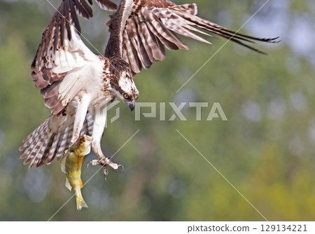 Osprey flying with this prey on a green background, Canada 129134221