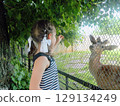 Close-up of a Little Fawn. Deer in the Cage. High quality photo 129134249
