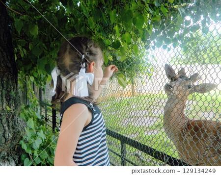 Close-up of a Little Fawn. Deer in the Cage. High quality photo 129134249