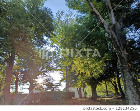 “光之呼吸,森林之凝視” “光之呼吸,森林之凝視” 129134256