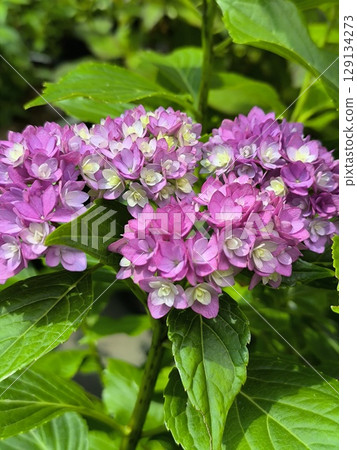 Inflorescence with purple flowers of Hydrangea You and Me Together on a background of green leaves 129134273