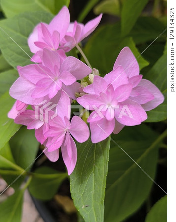 Inflorescence with pink flowers of hydrangea Doppio Rosa on a background of green leaves Inflorescence with pink flowers of hydrangea Doppio Rosa on a background of green leaves 129134325