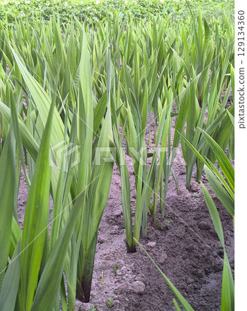 Young green gladiolus sprouts, planting gladiolus in rows. Young green gladiolus sprouts, planting gladiolus in rows. 129134360