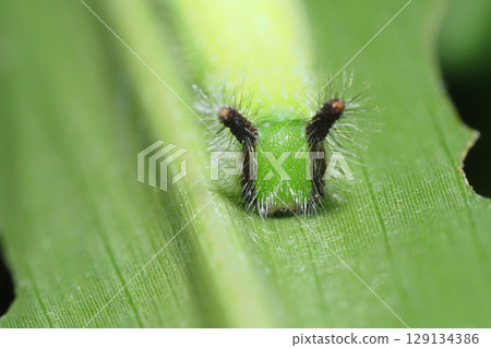 Crocodon蝴蝶幼蟲 129134386