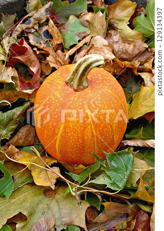 Bright gourd nestled among fallen leaves in natural setting, gourd skin displays vivid orange tones 129134397