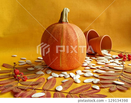 Orange pumpkin placed on warm surface surrounded by seeds, pumpkin stands upright beside scattered pots, pumpkin texture contrasts with autumn leaves, autumn rustic composition Orange pumpkin placed on warm surface surrounded by seeds, pumpkin stands upright beside scattered pots, pumpkin texture contrasts with autumn leaves, autumn rustic composition 129134398