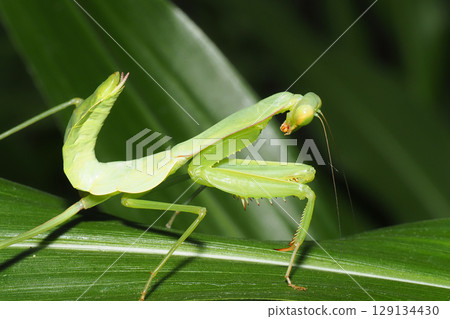 Hierodula patellifera 的幼蟲 129134430