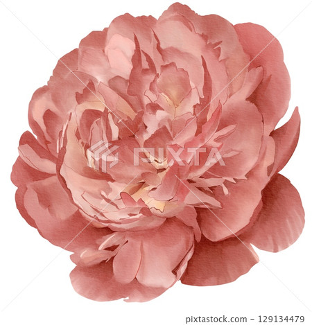 watercolor peony illustration isolated on white bud botanical watercolor peony illustration isolated on white bud botanical 129134479