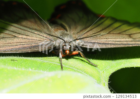 Swallowtail butterfly 129134513