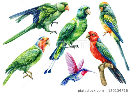 Watercolor tropical bird set with parrots hummingbird colorful exotic birds collection isolated on white for clipart and design Watercolor tropical bird set with parrots hummingbird colorful exotic birds collection isolated on white for clipart and design 129134716