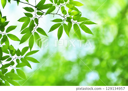 The season of fresh greenery 129134957