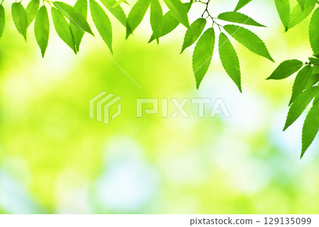 新綠色的季節 129135099