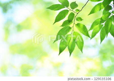 The season of fresh greenery The season of fresh greenery 129135106