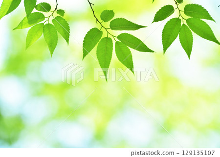 The season of fresh greenery The season of fresh greenery 129135107