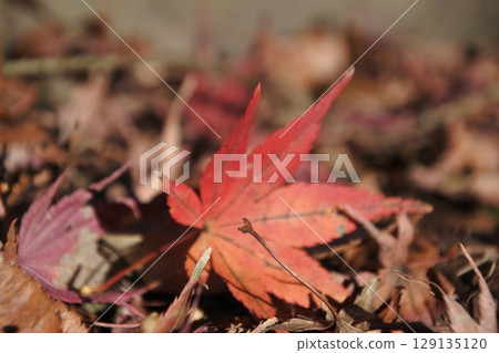 One autumn leaf One autumn leaf 129135120