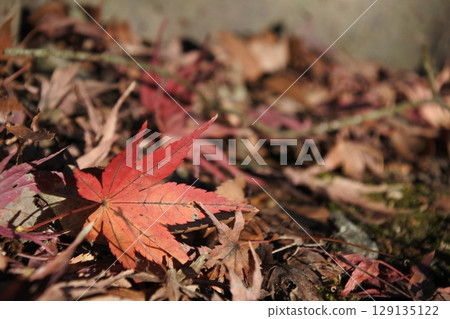 One autumn leaf 129135122