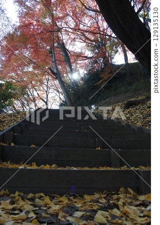 Autumn leaves, maple, stairs Autumn leaves, maple, stairs 129135130