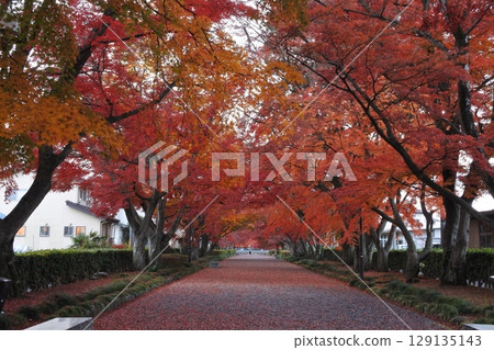 Autumn leaves, maple leaves, Oyama approach 129135143