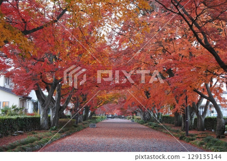 Autumn leaves, maple leaves, Oyama approach Autumn leaves, maple leaves, Oyama approach 129135144