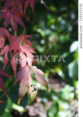 一片秋葉，被蟲吃掉 129135159