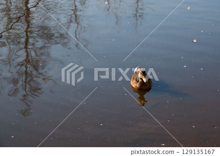 A Calm Duck Swimming in a Tranquil Pond Surrounded by Natures Beauty and Peacefulness 129135167