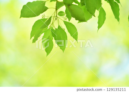 The season of fresh greenery The season of fresh greenery 129135211