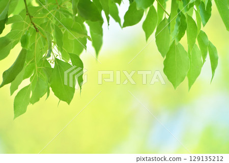 新綠色的季節 129135212