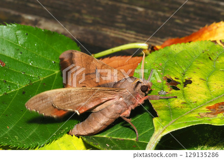 Momosuzume 129135286