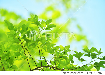新綠色的季節 129135287