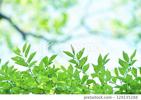 新綠色的季節 新綠色的季節 129135288